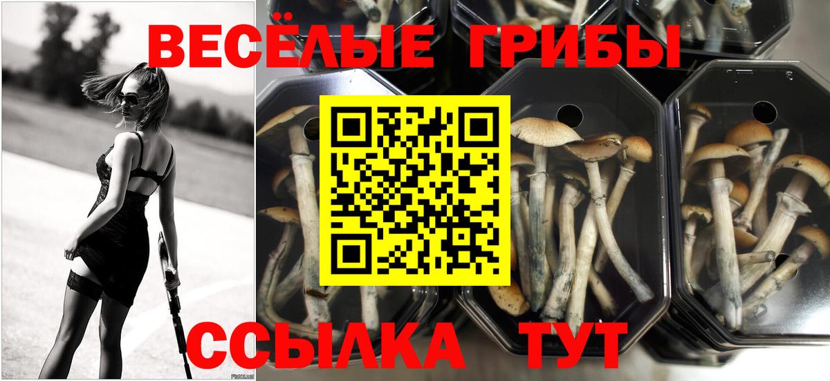 Псилоцибиновые грибы прущие грибы  Вход с VPN  Кингисепп 